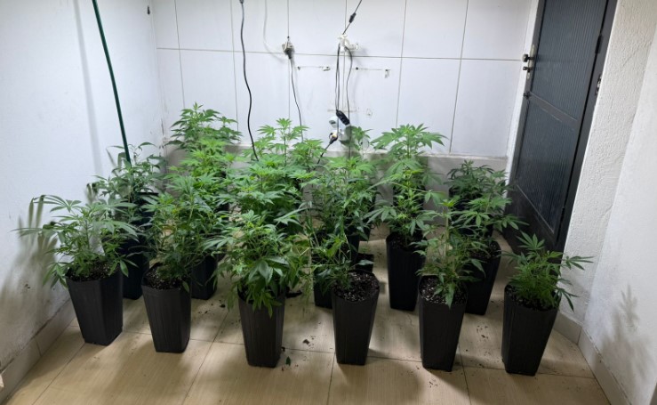 Operação policial localiza estufa com mais de 100 pés de maconha em SC
