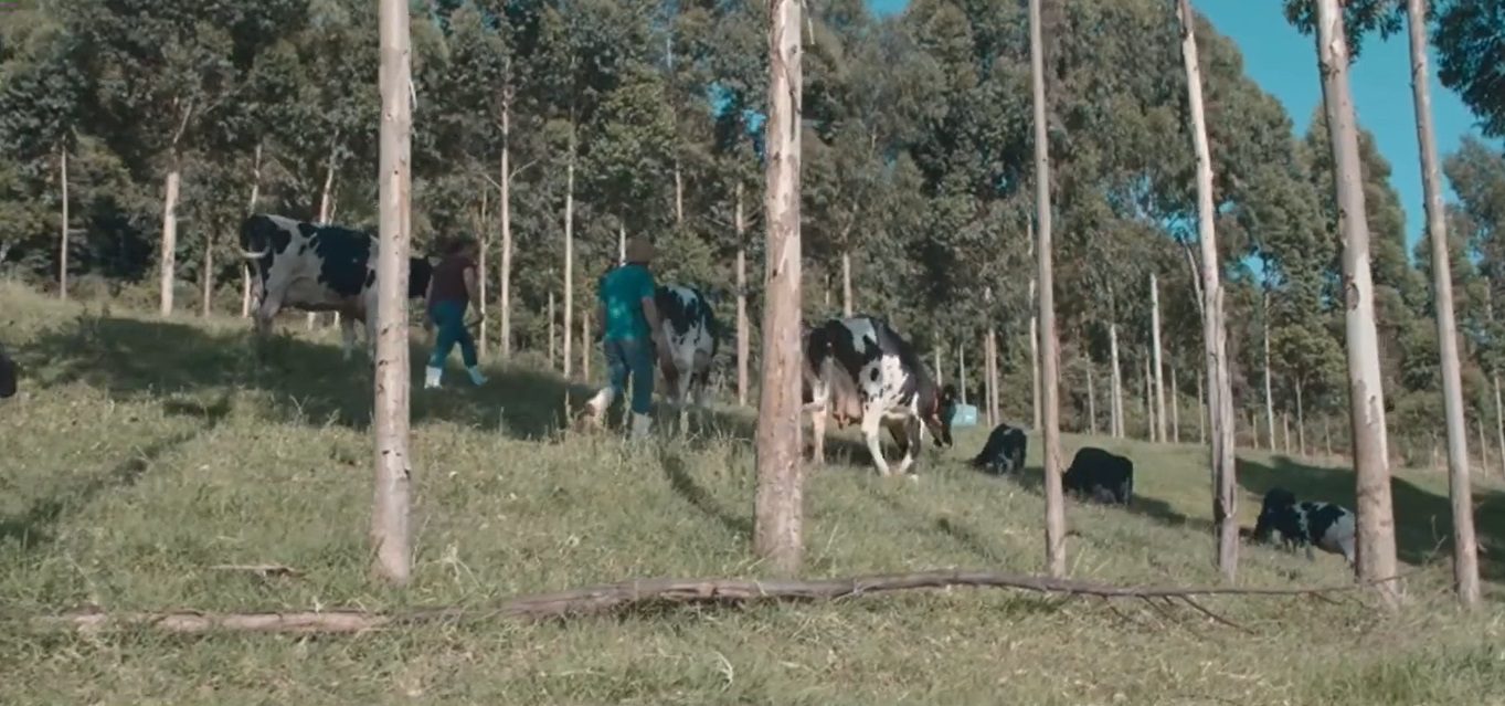 Mais de 100 mil famílias se dedicam à produção do leite Aurora