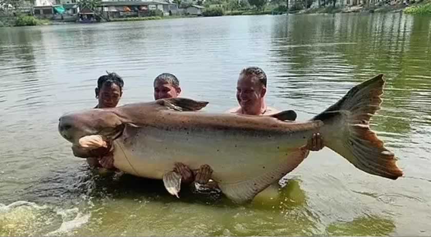 ‘Teste de resistência’, diz pescador após lutar por 1h30 para pescar peixe de 200 quilos