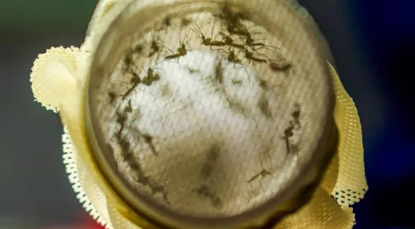 Cidade de SC vai começar a usar bactéria wolbachia no combate à dengue