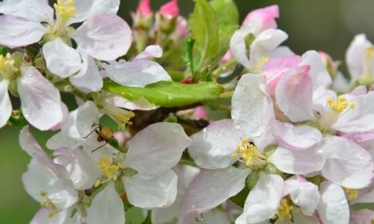 Primavera deve ser quente em Santa Catarina