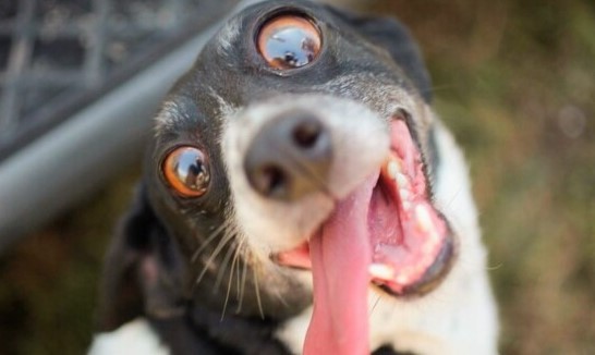 Entenda por que agosto é conhecido como mês do cachorro louco