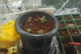 Menor é apreendido por tráfico de drogas