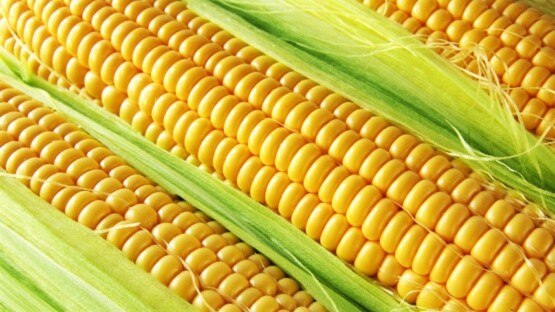 Confira a situação atual do mercado de milho nos estados