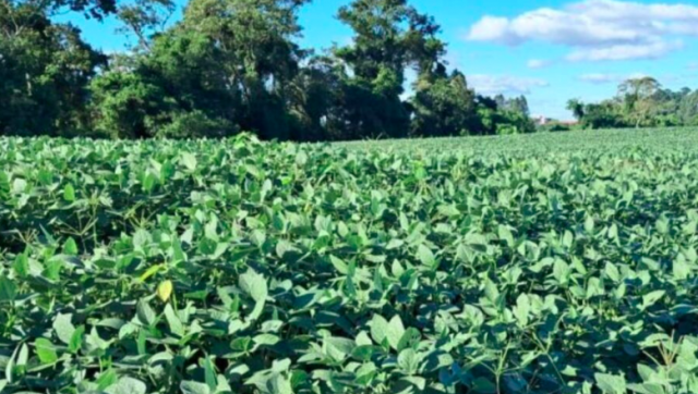 Chuva ajuda a amenizar efeitos da estiagem e dá alívio a produtores do Oeste de SC