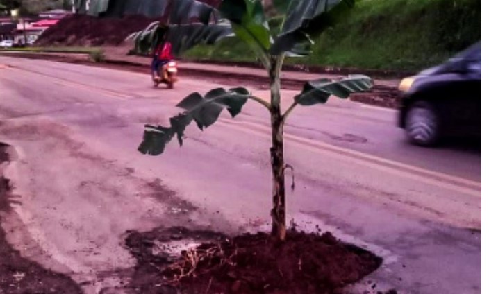 Moradores protestam plantando bananeira em buraco da SC-163