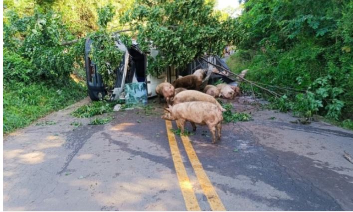 Homem perde o controle da direção e tomba caminhão com porcos