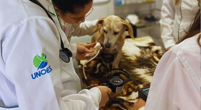 Unoesc oferece especialização em Clínica Médica de Pequenos Animais