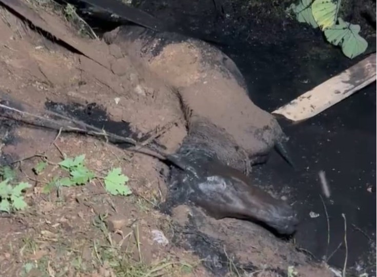 Bombeiros resgatam égua presa em córrego nas margens da BR-282