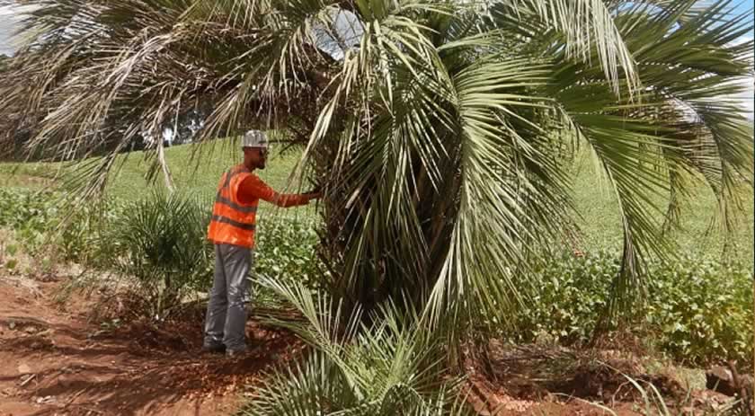 DNIT replanta espécies em extinção na obra da BR-163, no Extremo Oeste