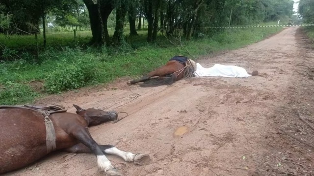 Homem e cavalos são encontrados mortos após suspeita de descarga elétrica no RS