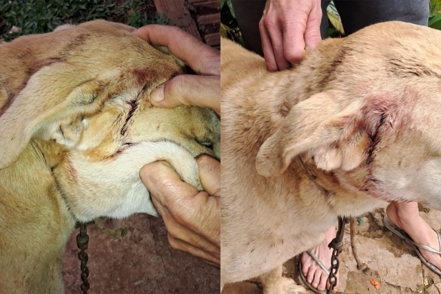 Cão é encontrado ferido por disparos de arma de fogo no interior
