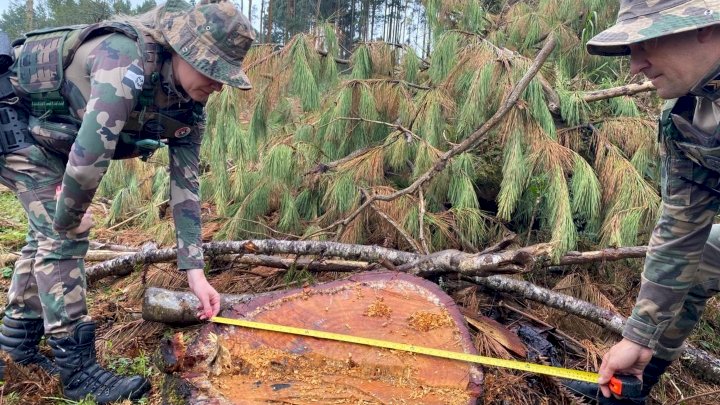 Corte irregular de mais de 40 araucárias é registrado no Meio-Oeste