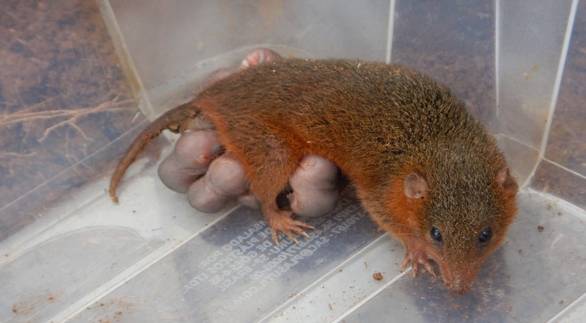 Mãe cuíca e seus filhotes são resgatados em obra da BR-163