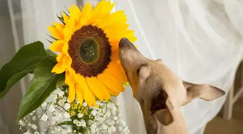Veja 13 plantas que você não pode ter em casa se tiver pets