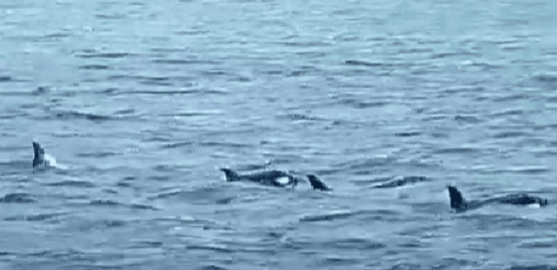Baleias orcas e golfinhos chegam a SC e encantam banhistas