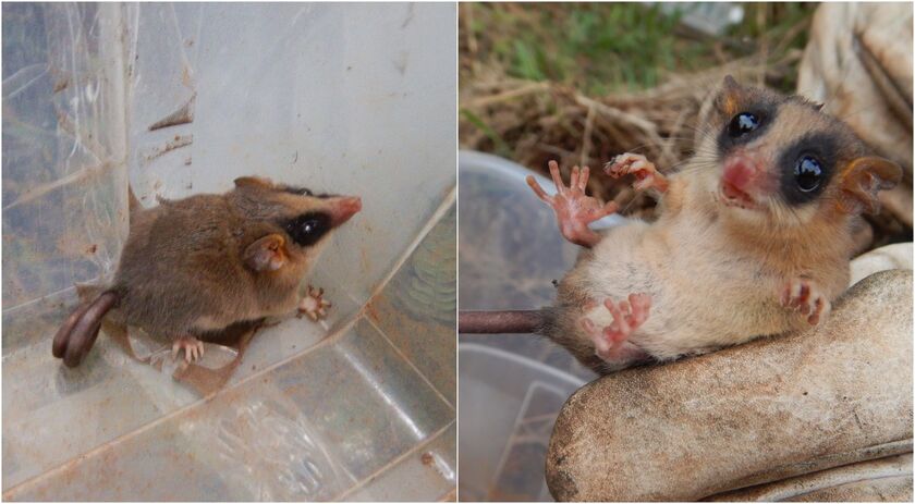 DNIT resgata cuíca-graciosa durante as obras da BR 163