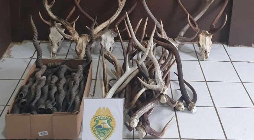 PM apreende mais de 70 cabeças e chifres de cervo e antílopes