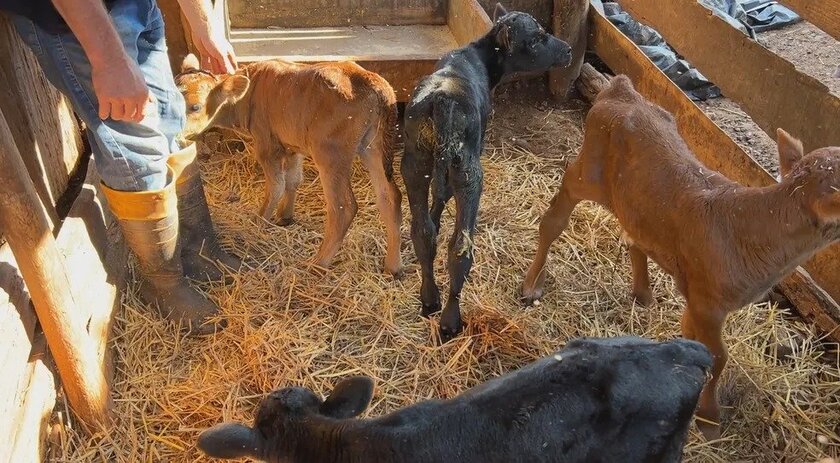 Em caso raro, vaca dá à luz quatro bezerros do mesmo sexo no RS