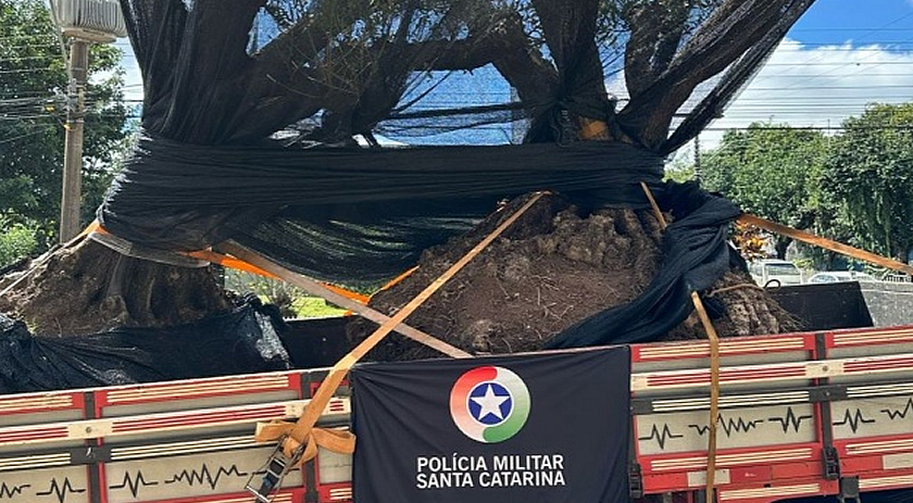 PM apreende caminhão com oliveiras suspeitas de contrabando