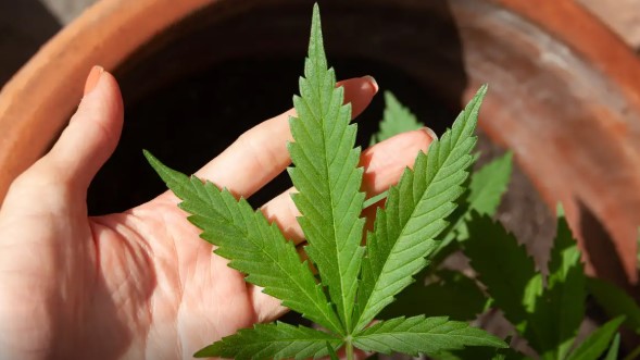 Anvisa discute nesta quarta regras para a produção de cannabis no país