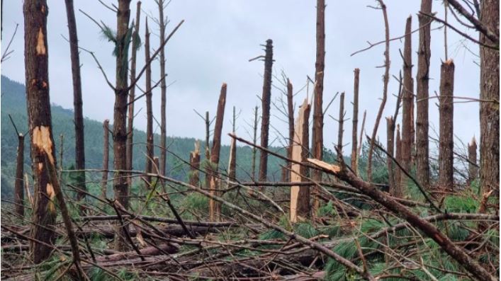 Tornado destrói plantação de pinus e eucaliptos em SC, diz meteorologista