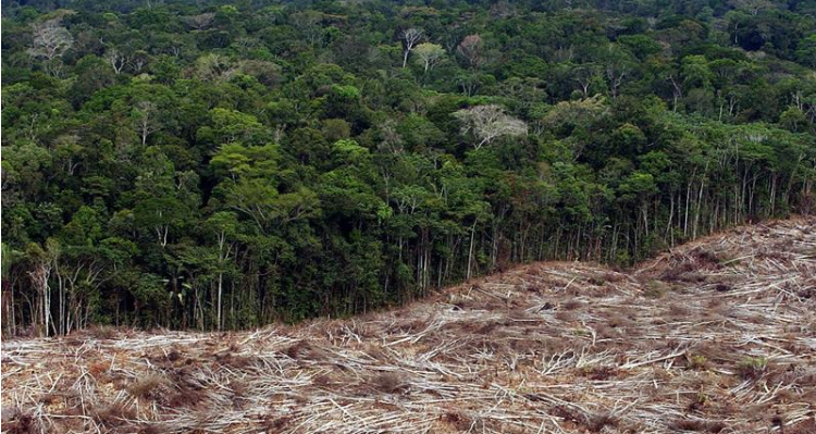 Desmatamento na Amazônia cai 33% no primeiro semestre