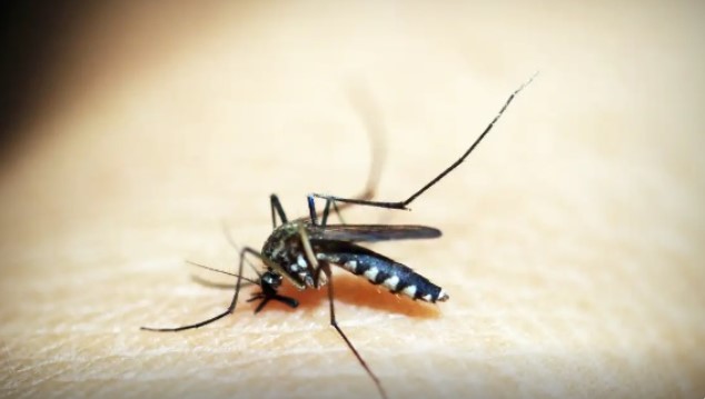 Santa Catarina registra 184 municípios infestados pelo Aedes aegypti