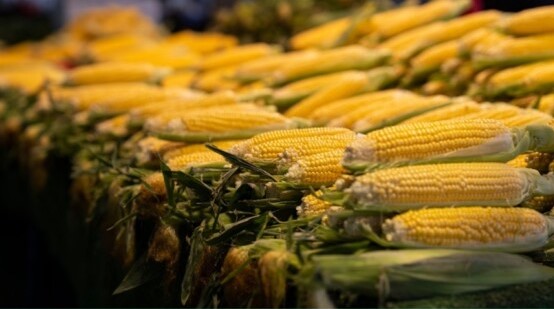 O que esperar do mercado do milho?