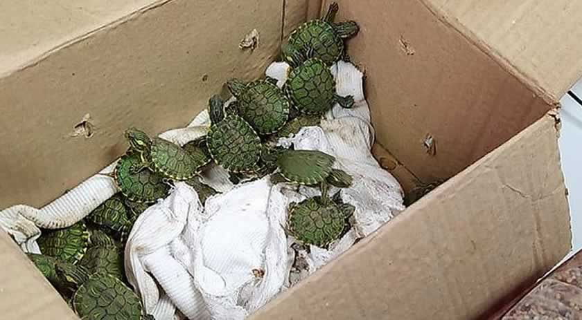 PRF resgata 30 filhotes de tartaruga com motorista que trafegava na BR-101, em Itapema