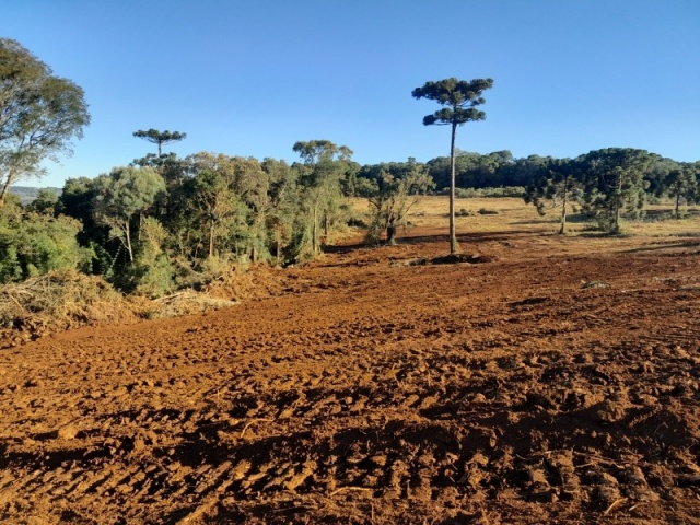 Polícia Militar Ambiental flagra desmatamento ilegal de floresta no Oeste de SC