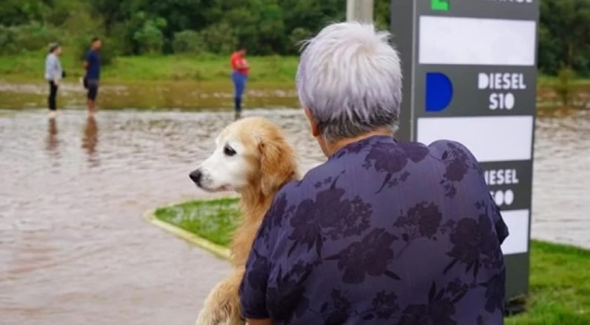 2,5 mil cães e gatos foram resgatados no RS