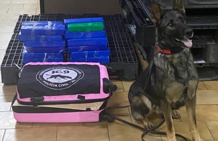 Cão farejador encontra maconha em mala de passageiro na rodoviária