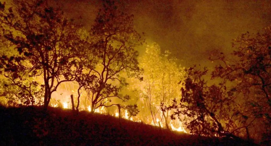 Incêndios causam prejuízos de mais de R$ 14 bilhões no campo