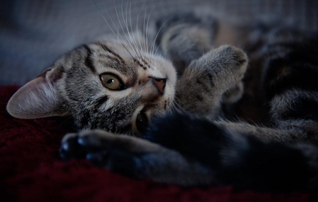 Prefeitura de Concórdia alerta para surto de doença contagiosa em gatos