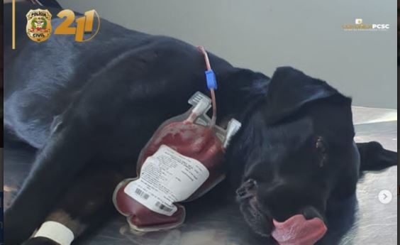 Cão Policial doa sangue para tratamento de cão envenenado no Oeste de SC