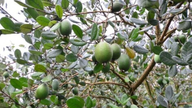 “Fruta do futuro” ganha mercado e maior produção ocorre em SC