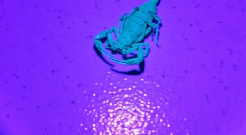 Município  registra dois acidentes com escorpiões em menos 15 dias