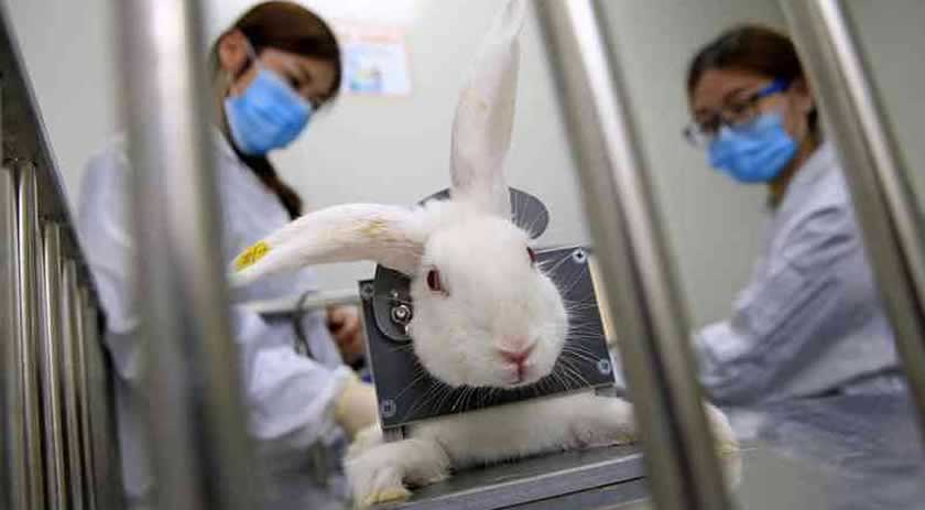 Senado proíbe uso de animais em testes para cosméticos