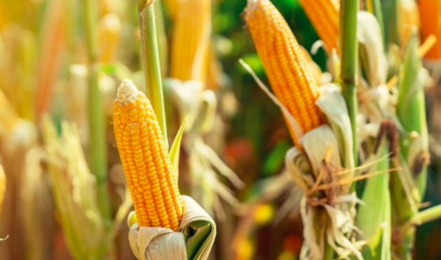 Redução na safra gera risco de “apagão de milho” em SC e no país