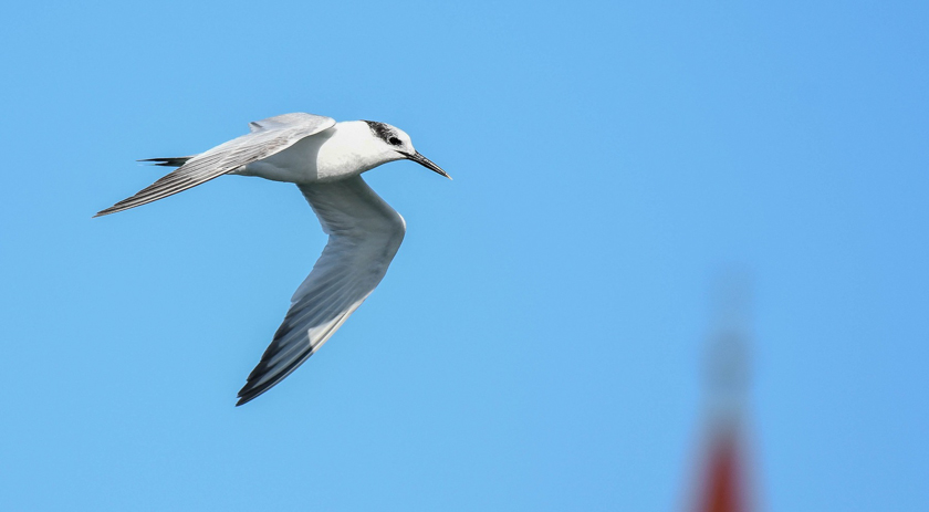 Brasil confirma primeiro caso de gripe aviária de alta patogenicidade