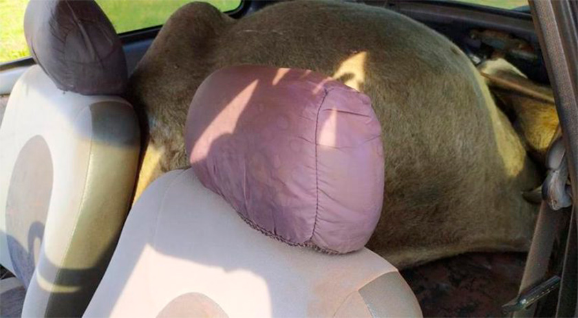 Vaca furtada em propriedade é encontrada dentro de veículo abandonado