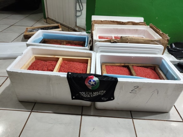 PM apreende contrabando de ovas de salmão