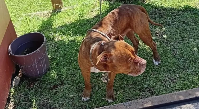 Bombeiros capturam cão agressivo e aguardam tutor aparecer