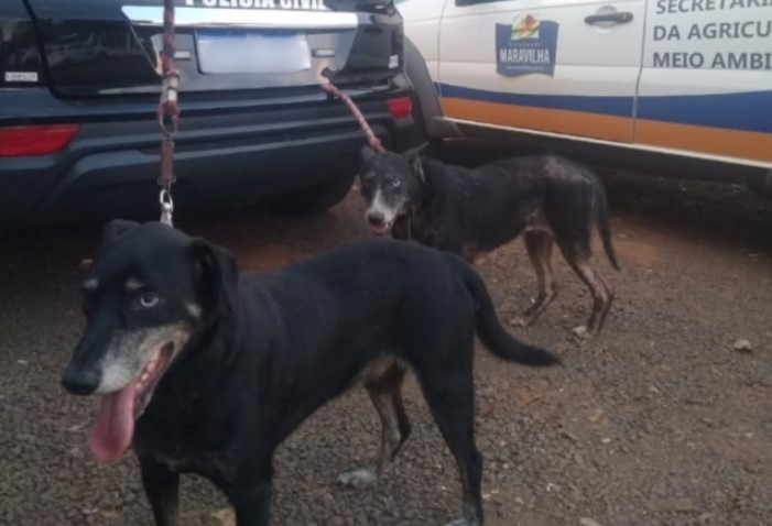 Homem é detido em flagrante pelo crime de maus-tratos de animais