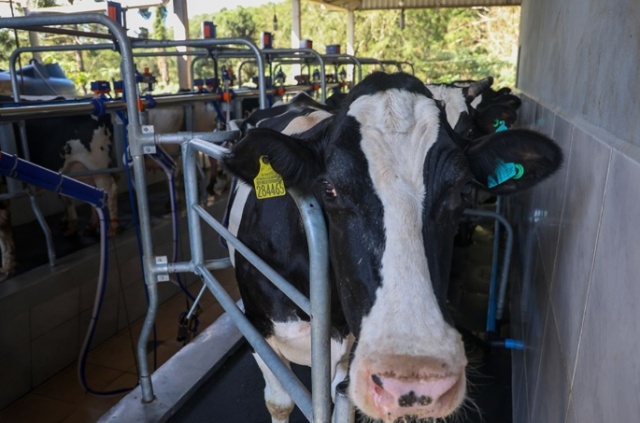 SC proíbe reconstituição de leite em pó importado para proteger produtores locais