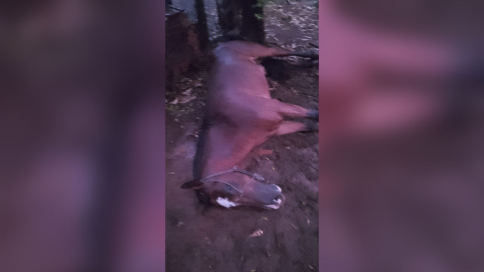Cavalo morre após ser atingido por raio em São Miguel do Oeste