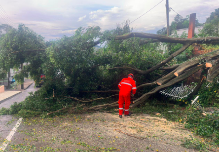 Temporal provoca destelhamentos e queda de árvores
