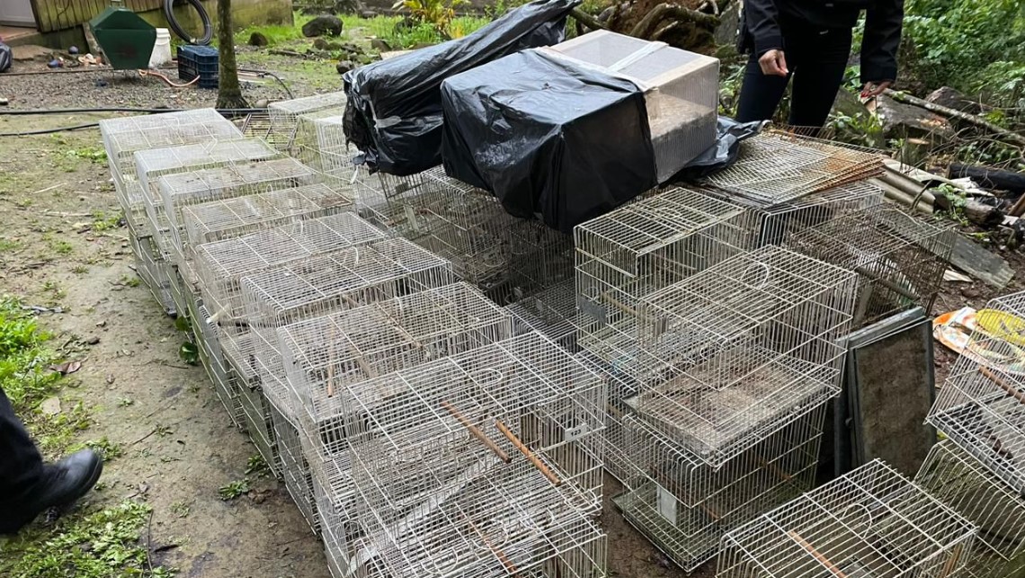 PF deflagra operação contra o tráfico internacional de animais silvestres