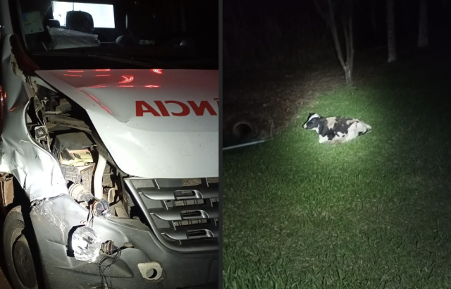 Ambulância colide contra bovino na SC-159 durante neblina